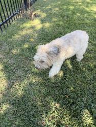 Found/Stray Male Dog last seen On hole #3 Weiskopf golf course, Montgomery, TX 77356