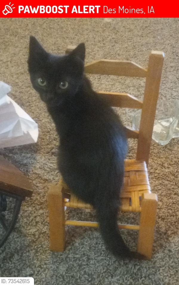 Lost Female Cat last seen Ingersoll ave, Des Moines, IA 50312