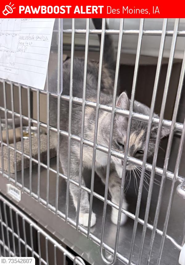 Lost Female Cat last seen Park ave&sw 9th, Des Moines, IA 50315