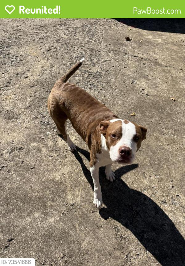 Reunited Female Dog last seen Mountain shadows dr. And castle wood trl, Chattanooga, TN 37421