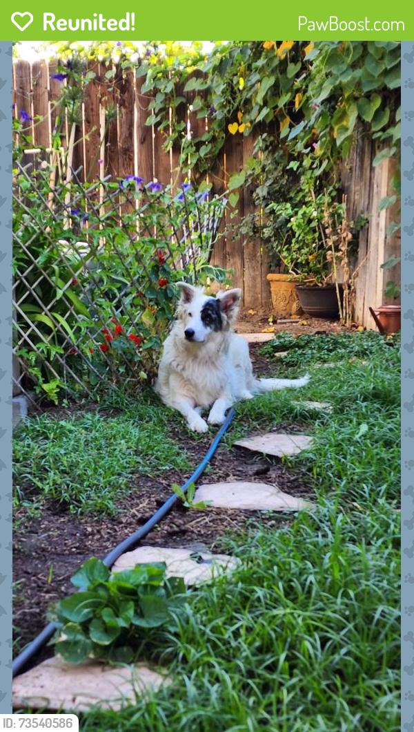 Reunited Male Dog last seen Pecan and Michigan, West Sacramento, CA 95691