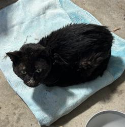 Reunited Unknown Cat last seen Near, Cumming, GA 30028