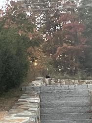Found/Stray Unknown Cat last seen Circuit ave, Lowell, MA 01852