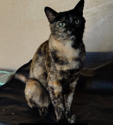 Lost Female Cat last seen Buffalo Speedway and West Fuqua st, Houston, TX 77045