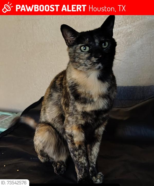 Lost Female Cat last seen Buffalo Speedway and West Fuqua st, Houston, TX 77045
