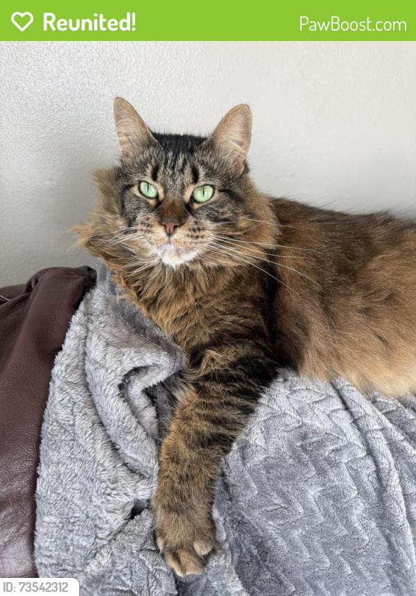 Reunited Female Cat last seen Riverside Cemetery, Appleton, WI 54911
