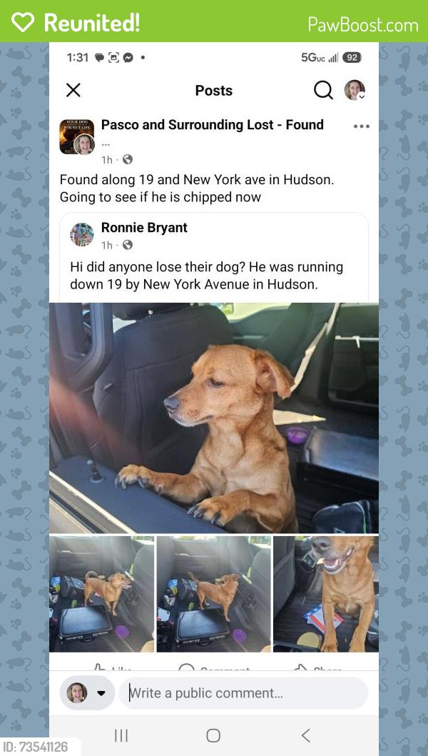 Reunited Male Dog last seen Us19 and New York Ave hudson, fl, Hudson, FL 34668