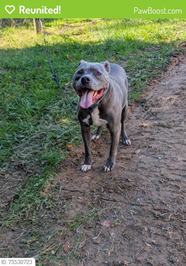 Reunited Male Dog last seen Near Geeto Rd., Carroll County, MD 21158