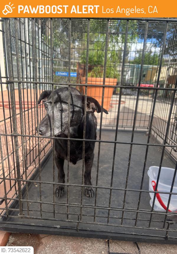 Found/Stray Male Dog last seen Allesandro Elementary School, Los Angeles, CA 90039