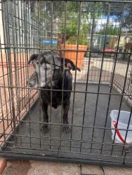 Found/Stray Male Dog last seen Allesandro Elementary School, Los Angeles, CA 90039