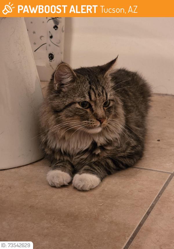 Found/Stray Unknown Cat last seen Benson Highway and Country Club, Tucson, AZ 85706
