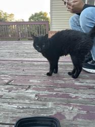 Found/Stray Unknown Cat last seen Novi and old Novi road, Novi, MI 48377