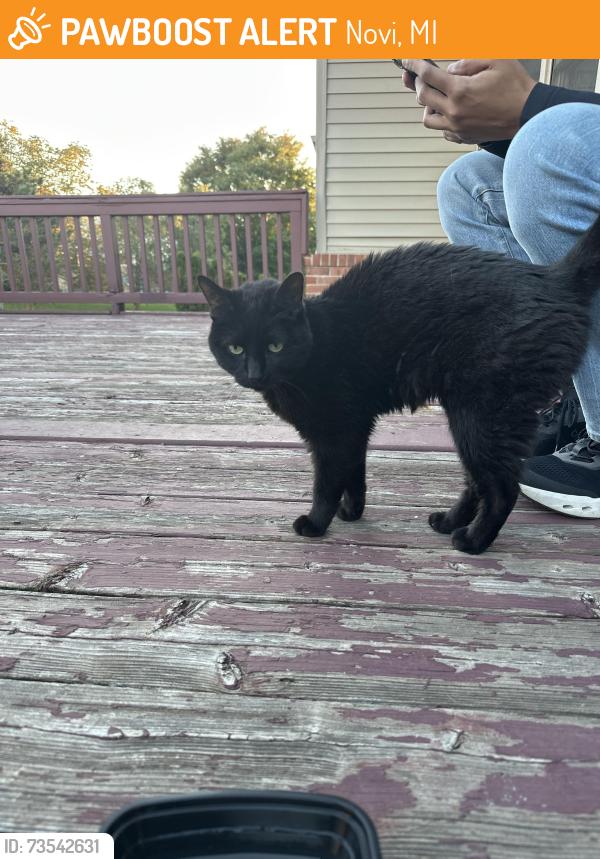 Found/Stray Unknown Cat last seen Novi and old Novi road, Novi, MI 48377