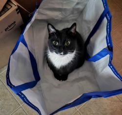 Reunited Male Cat last seen VA hosp, Salisbury, NC 28144