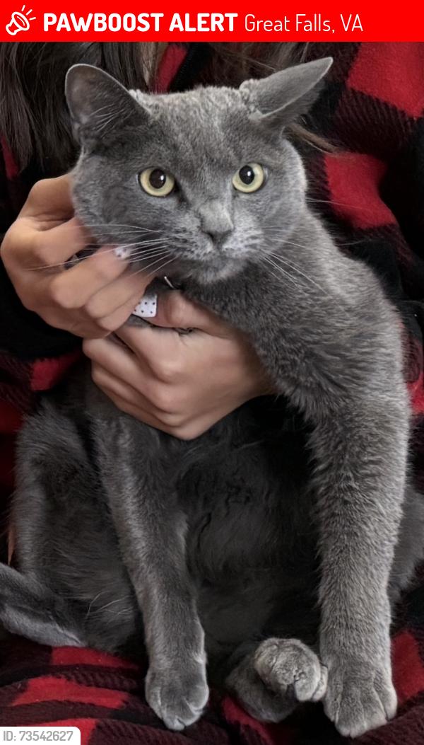 Lost Male Cat last seen Great Falls Forest and Algonkian Parkway, Great Falls, VA 22066