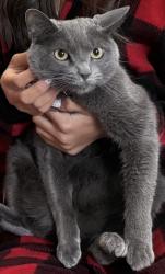 Lost Male Cat last seen Great Falls Forest and Algonkian Parkway, Great Falls, VA 22066