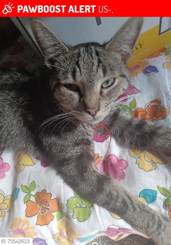 Lost Male Cat last seen Near us route 20 Lafayette new York, US-20,  68765