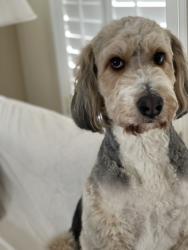 Reunited Male Dog last seen River Birch Landing off Kilcrease Rd and Whitley Road, near Ebenezer Church and Drowning Creek, Bethlehem, GA 30620