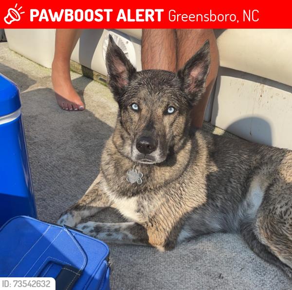 Lost Female Dog last seen Tower Road and Muirs Chapel, Greensboro, NC 27410