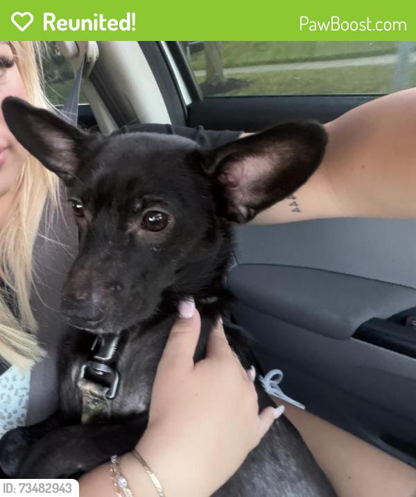 Reunited Male Dog last seen Running towards state st, State St NW, OH 44720