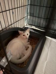 Found/Stray Unknown Cat last seen Silva Farms, Goodyear, AZ 85323