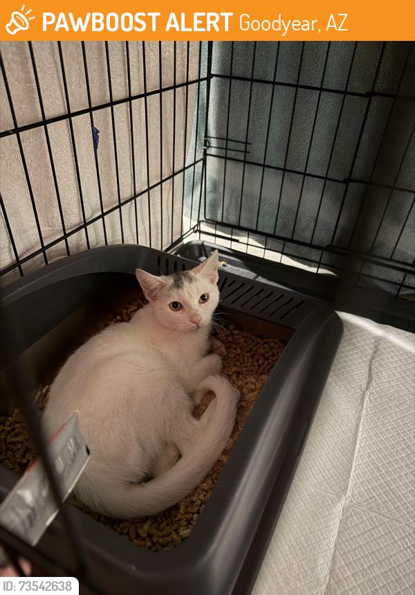 Found/Stray Unknown Cat last seen Silva Farms, Goodyear, AZ 85323