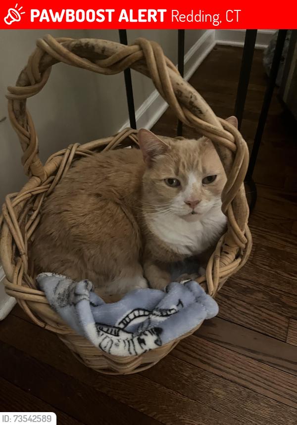 Lost Male Cat last seen Near acres Rd, Redding, CT 06896