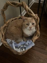 Lost Male Cat last seen Near acres Rd, Redding, CT 06896