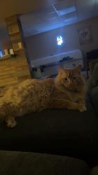 Reunited Male Cat last seen Summerchase Neighborhood, Fenton, MO 63026