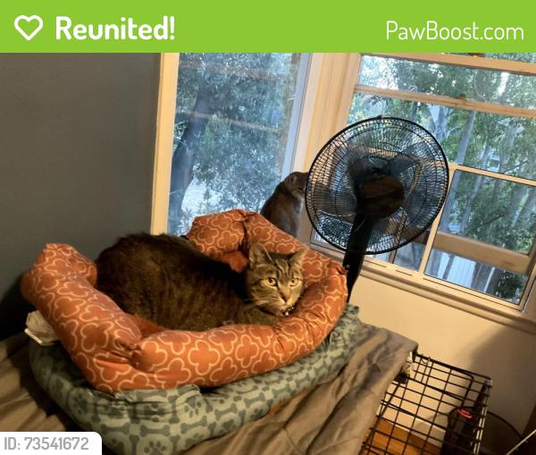 Reunited Female Cat last seen Near 22nd Ave, San Mateo, CA 94403