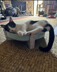 Reunited Female Cat last seen Silver Valley townhomes, Lakewood, CO 80227
