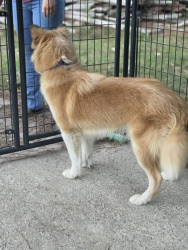 Reunited Female Dog last seen Nc 210, Benson, NC 27504