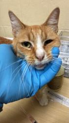 Shelter Stray Female Cat last seen STANFORD AVE & COLFAX ST, 2127 Front St, Sacramento, CA 95818, USA