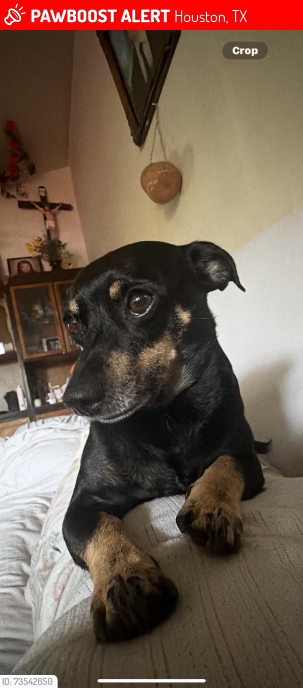 Lost Male Dog last seen Edgemoor drive, Houston, TX 77074