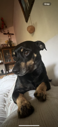 Lost Male Dog last seen Edgemoor drive, Houston, TX 77074