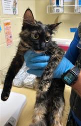 Shelter Stray Female Cat last seen FAIRFIELD ST & SONOMA AVE, 2127 Front St, Sacramento, CA 95818, USA