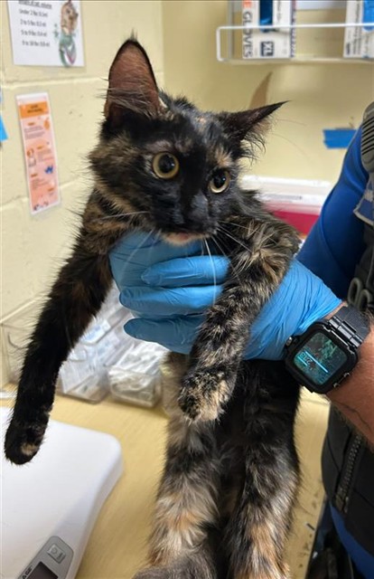 Shelter Stray Female Cat last seen FAIRFIELD ST & SONOMA AVE, 2127 Front St, Sacramento, CA 95818, USA