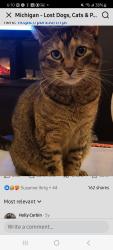 Lost Female Cat last seen Near 2 Mile Rd., Bay City, MI 48706