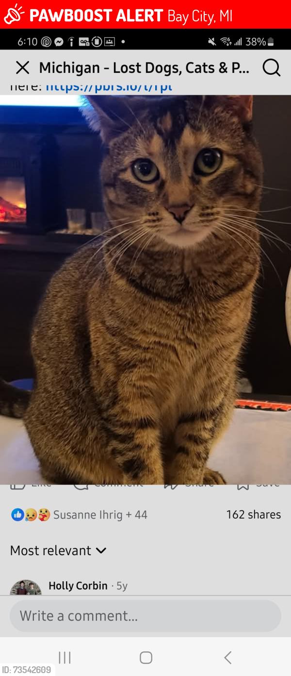 Lost Female Cat last seen Near 2 Mile Rd., Bay City, MI 48706