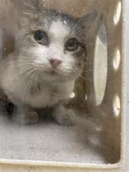 Shelter Stray Male Cat last seen ACADEMY WAY & JULIESSE AVE, 2127 Front St, Sacramento, CA 95818, USA