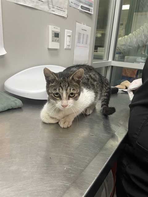 Shelter Stray Male Cat last seen Near BLOCK REPOSO ST, SAN JACINTO, CA 92582, 581 S Grand Ave, San Jacinto, CA 92582, USA
