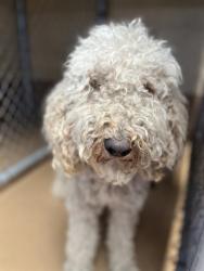 Shelter Stray Male Dog last seen EUCLID AVE AND E 16TH ST, 130 Beyer Way, Chula Vista, CA 91911, USA