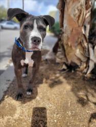 Shelter Stray Female Dog last seen , 1850 W 60th St, Los Angeles, CA 90047, USA