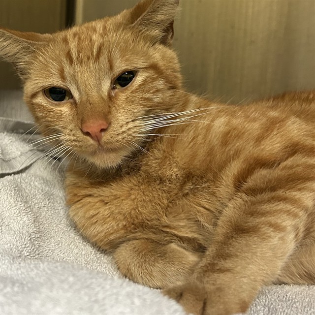 Shelter Stray Female Cat last seen , 1590 Fortmann Way, Alameda, CA 94501, USA
