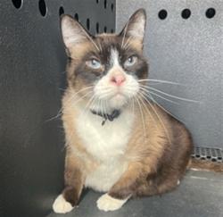 Shelter Stray Male Cat last seen , 4275 Elton St, Baldwin Park, CA 91706, USA