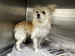 Shelter Stray Male Dog last seen , 3201 Lacy St, Los Angeles, CA 90031, USA