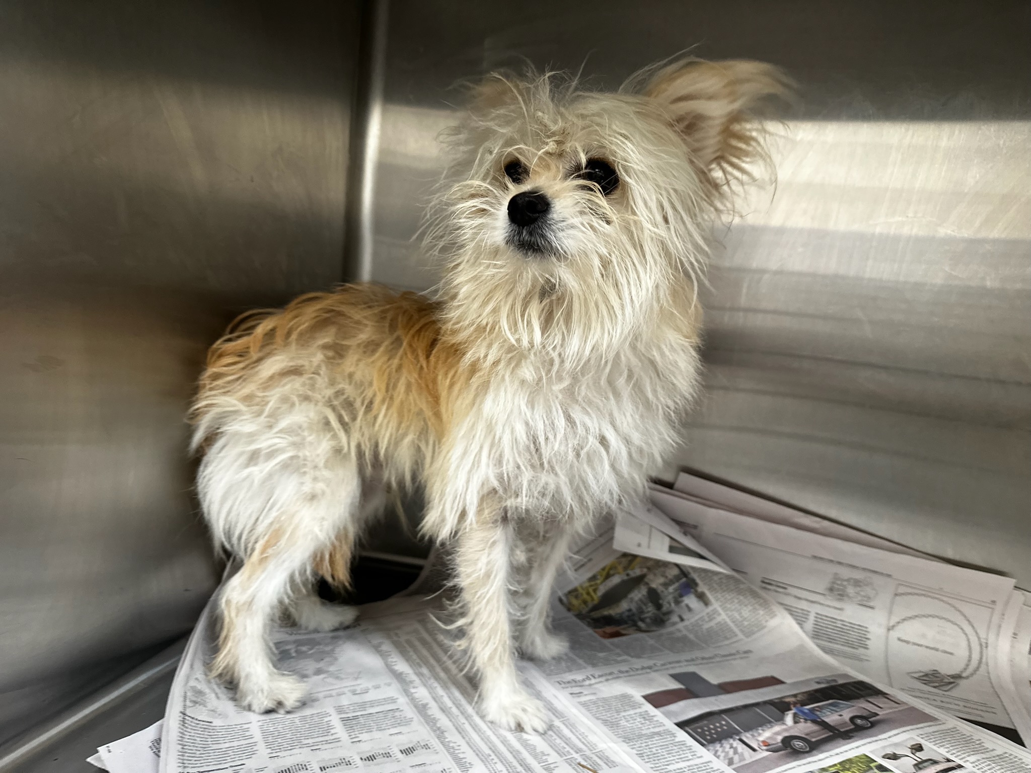 Shelter Stray Male Dog last seen , 3201 Lacy St, Los Angeles, CA 90031, USA