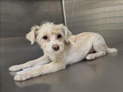 Shelter Stray Male Dog last seen , 3201 Lacy St, Los Angeles, CA 90031, USA