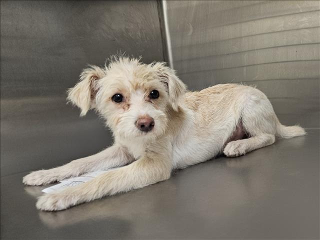 Shelter Stray Male Dog last seen , 3201 Lacy St, Los Angeles, CA 90031, USA