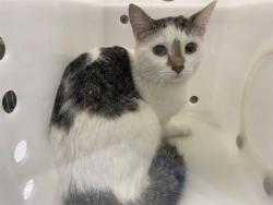Shelter Stray Unknown Cat last seen Near BLOCK S 28TH ST, 3839 W Burnham St, West Milwaukee, WI 53215, USA